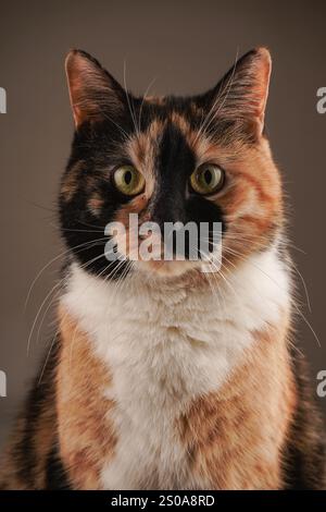 L'immagine mostra un primo piano dell'adorabile volto di un gatto tabby. Una combinazione di pelliccia bianca, nera e arancione. Lo sfondo bianco evidenzia la sua uniq Foto Stock