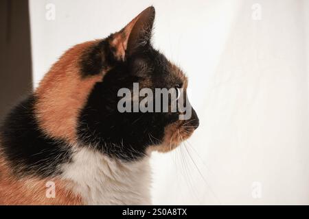 L'immagine mostra un primo piano dell'adorabile volto di un gatto tabby. Una combinazione di pelliccia bianca, nera e arancione. Lo sfondo bianco evidenzia la sua uniq Foto Stock