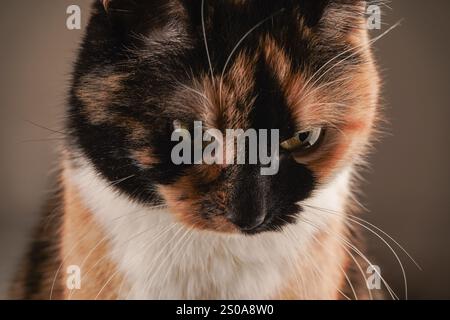 L'immagine mostra un primo piano dell'adorabile volto di un gatto tabby. Una combinazione di pelliccia bianca, nera e arancione. Lo sfondo bianco evidenzia la sua uniq Foto Stock