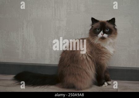 Catturato da un'illuminazione soffusa, questo gatto Neva Masquerade mostra la sua pelliccia lussuosa. I contrassegni facciali unici creano un aspetto distinto. Una regale Foto Stock