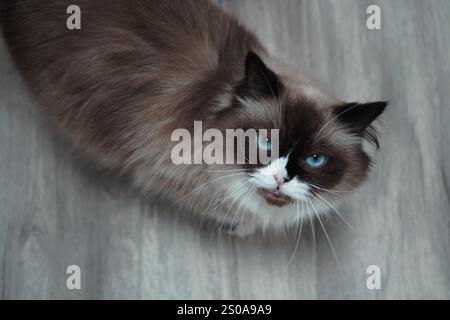 Catturato da un'illuminazione soffusa, questo gatto Neva Masquerade mostra la sua pelliccia lussuosa. I contrassegni facciali unici creano un aspetto distinto. Una regale Foto Stock