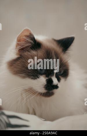 Catturato da un'illuminazione soffusa, questo gatto Neva Masquerade mostra la sua pelliccia lussuosa. I contrassegni facciali unici creano un aspetto distinto. Una regale Foto Stock