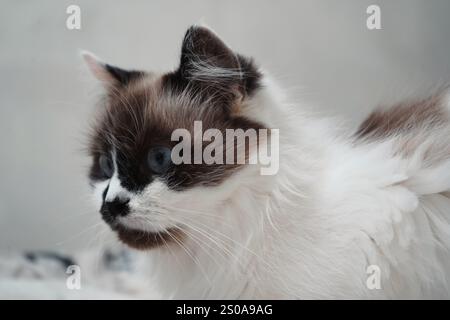 Catturato da un'illuminazione soffusa, questo gatto Neva Masquerade mostra la sua pelliccia lussuosa. I contrassegni facciali unici creano un aspetto distinto. Una regale Foto Stock