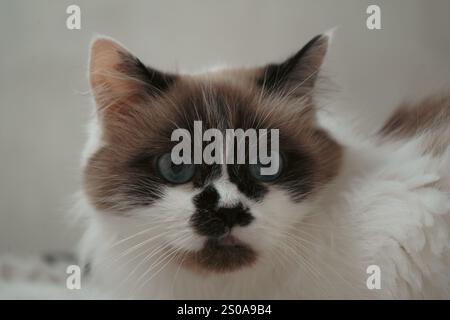 Catturato da un'illuminazione soffusa, questo gatto Neva Masquerade mostra la sua pelliccia lussuosa. I contrassegni facciali unici creano un aspetto distinto. Una regale Foto Stock
