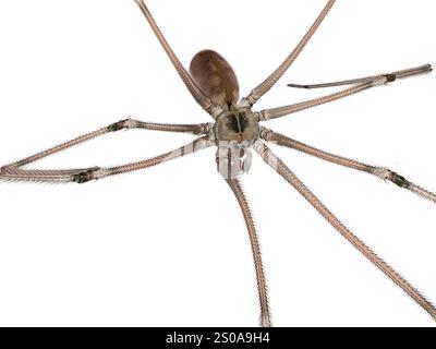 Primo piano di un Daddy Longlegs Spider a gambe lunghe su sfondo bianco Foto Stock