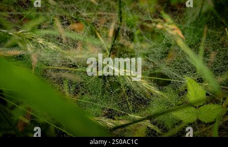 Il groviglio di ragnatele copre il terreno e cattura il Morning Dew nel Redwood National Park Foto Stock