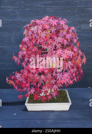 A Japanese Maple bonsai tree changing colors of its leaves to vibrant red in the Fall Foto Stock