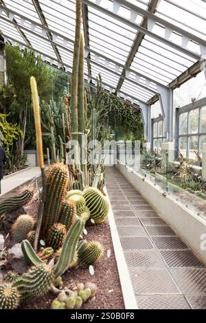 Cactus e altre piante del deserto in un padiglione del Giardino Botanico reale di Madrid, Spagna. Foto Stock