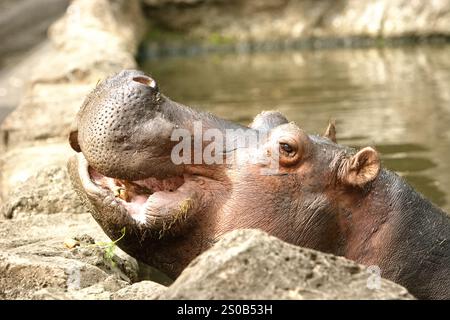 Un ippopotamo (Hippopotamus amphibius) al Taman Safari Indonesia (Safari Park) a Cisarua, Bogor, Giava occidentale, Indonesia. Foto Stock