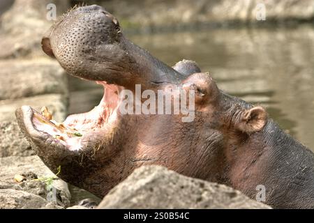 Un ippopotamo (Hippopotamus amphibius) al Taman Safari Indonesia (Safari Park) a Cisarua, Bogor, Giava occidentale, Indonesia. Foto Stock