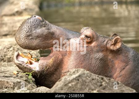 Un ippopotamo (Hippopotamus amphibius) al Taman Safari Indonesia (Safari Park) a Cisarua, Bogor, Giava occidentale, Indonesia. Foto Stock