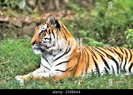 Una tigre al Taman Safari (Safari Park) a Cisarua, Giava Occidentale, Indonesia. Foto Stock