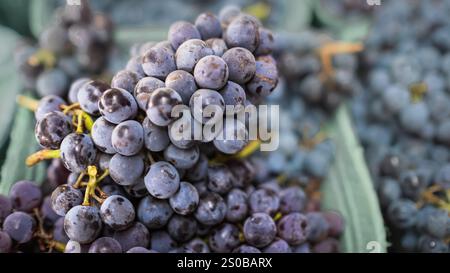Montreal biologica uva blu scuro in scatole in vendita nel negozio di alimentari in Canada. Appena prelevato dalla fattoria, pronto per essere mangiato. Mangiare sano Foto Stock