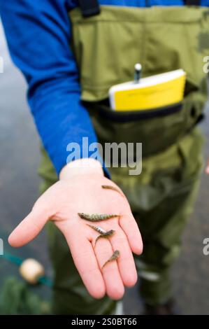 Frittura di salmone e pesce piccolo, lago Aleknagik, Bristol Bay, Alaska, Stati Uniti Foto Stock