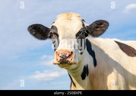 Mucca carina, bianco e nero dall'aspetto sassoso, naso rosa, davanti a un cielo blu, guardando la fotocamera, ritratti in foto medie Foto Stock