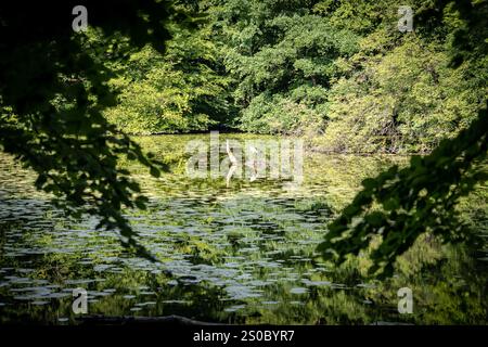 Un tranquillo laghetto circondato da vegetazione lussureggiante, che riflette alberi e ninfee sulla superficie dell'acqua. Due aironi stanno aggraziatamente nell'acqua, creando un Foto Stock