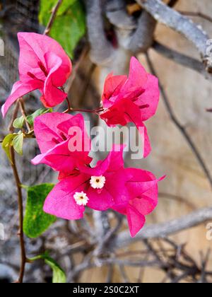 Rosa fiori di bouganville in giardino Foto Stock