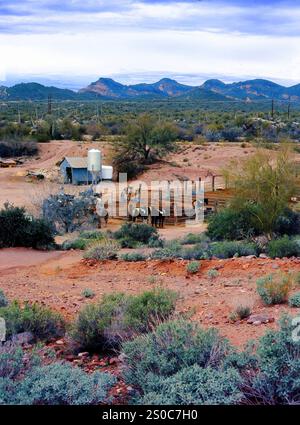 Filma i cavalli a corral nel deserto di Sonora in Arizona Foto Stock