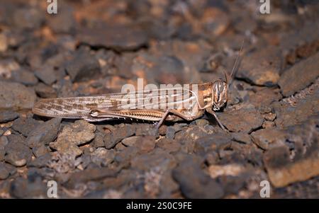 Locusta del deserto (Schistocerca gregaria) con vista laterale sulla roccia vulcanica - Lanzarote Foto Stock