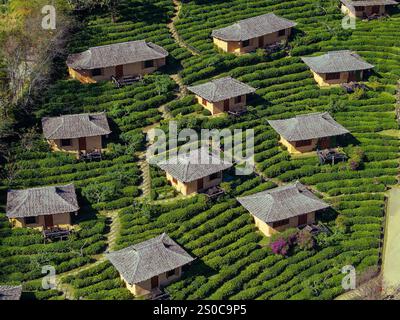 Vista aerea del villaggio cinese di Ban Rak Thai con piantagioni di tè, Thailandia Foto Stock