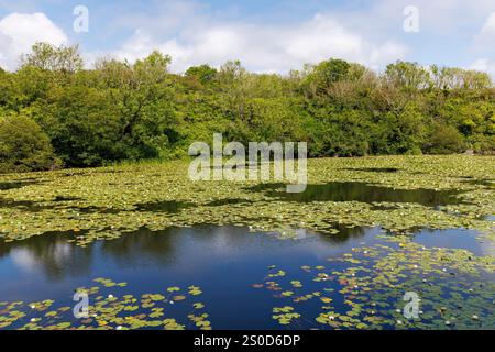 Water lillies, Bosherston Lilly Ponds, Pembrokeshire, Galles, Regno Unito Foto Stock