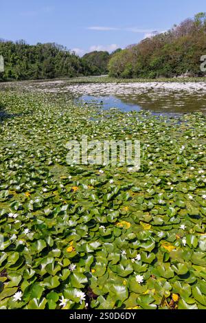 Water lillies, Bosherston Lilly Ponds, Pembrokeshire, Galles, Regno Unito Foto Stock