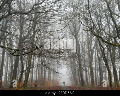 Meteo nel Regno Unito: Nebbia ad Adlington. Giornata nebbiosa nel bosco con una donna solitaria. Adlington vicino a Chorley nel Lancashire Foto Stock