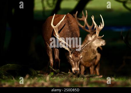 Stags di cervo rosso (Cervus elaphus) Foto Stock