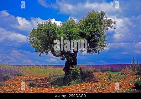 Campo di lavanda con olivo nell'alta Provenza Foto Stock