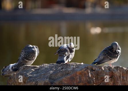 Tre piccioni seduti su un grande masso al sole che si preparano con uno splendido laghetto sullo sfondo Foto Stock