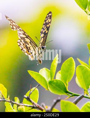Una Lime Butterfly atterra su un albero di limone Foto Stock