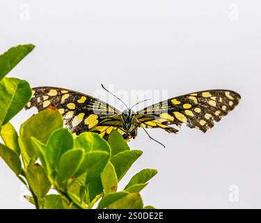 Una Lime Butterfly atterra su una pianta di limone Foto Stock