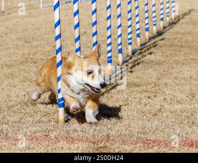 Cane Corgi su un percorso di agilità che esce dai pali intrecciati Foto Stock