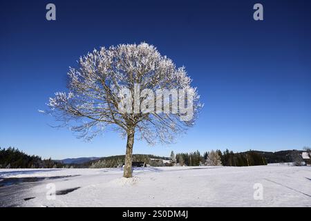 Albero coperto di neve con un cielo azzurro e nuvoloso, paesaggio collinare invernale, Titisee-Neustadt, Foresta Nera, Breisgau-Hochschwarzwald dis Foto Stock