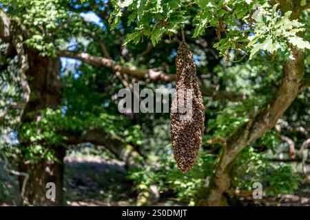 Miele di api; Apis mellifera; sciame; Cannock Chase; Regno Unito Foto Stock