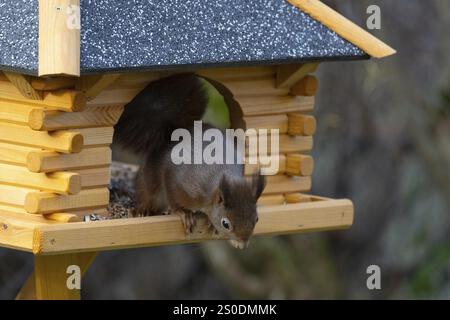 Scoiattolo rosso eurasiatico (Sciurus vulgaris), seduto nella casa degli uccelli, Stoccarda, Baden-Wuerttemberg, Germania, Europa Foto Stock