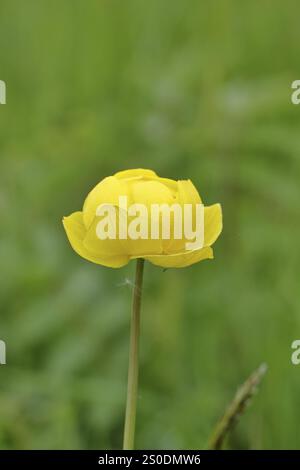 Trollflower europeo (Trollius europaeus), fiore giallo su un prato bagnato, Wilnsdorf, Renania settentrionale-Vestfalia, Germania, Europa Foto Stock