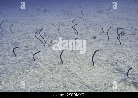 Diverse anguille da giardino marrone (Heteroconger longissimus) sporgenti dal fondale marino sabbioso sott'acqua, sito di immersione Bufadero, Palm Mar, Tenerife, Isole Canarie Foto Stock