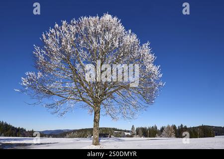 Albero coperto di neve con un cielo azzurro e nuvoloso, paesaggio collinare invernale, Titisee-Neustadt, Foresta Nera, Breisgau-Hochschwarzwald dis Foto Stock