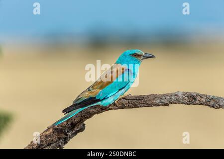 Rullo europeo; Coracias garrulus; Spagna Foto Stock