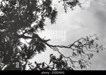 Rami, foglie, nuvole di pioggia scura, riflessi in pozzanghera, spazio libero di testo, monocromatico, tristezza simbolica delle foto, sfocatura in movimento, contea di Antrim, nord Foto Stock