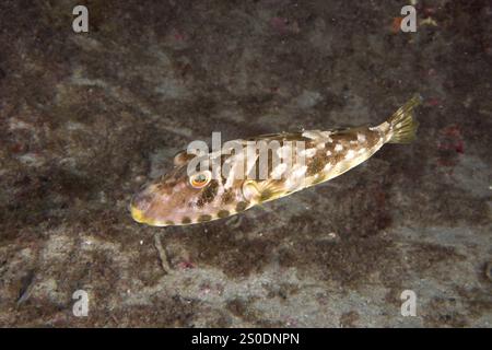 Un pesce con uno schema distintivo, il pesce fritto perlato (Sphoeroides spengleri), nuotando sul fondo sabbioso, sito di immersione Montana Amarilla, Costa del Silen Foto Stock