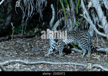 Ocelot sta cercando cibo a Pantanal in Brasile, sul fondo della foresta di notte. Foto Stock