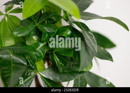 Primo piano di foglie verdi di una pianta Pachira aquatica, che cresce in un vaso in piedi su un tavolo bianco in una stanza di casa Foto Stock
