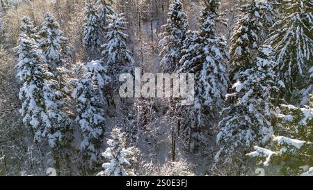 Una tranquilla vista aerea di una fitta pineta ricoperta di neve, con la luce del sole che filtra tra gli alberi. I dettagli intricati dei rami innevati. Foto Stock