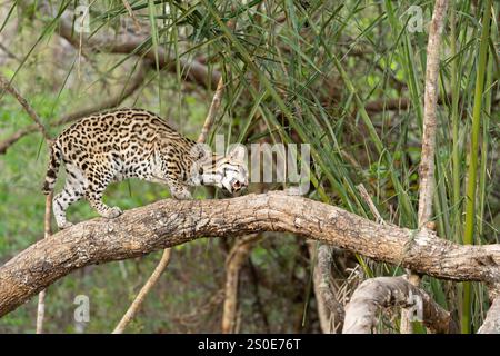 Ocelot nella foresta del Pantanal Brasile guardando da dietro l'albero sopra il fondo della foresta. Foto Stock