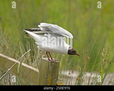 Gabbiano con testa nera (Chroicocephalus ridibundus) anello bianco testa marrone becco rosso e ali alzati sulla recinzione St Aidan's RSPB NR, Yorkshire, Inghilterra Foto Stock