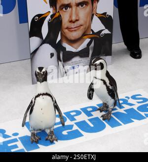 HOLLYWOOD, CA - 12 GIUGNO 2011: Pinguini alla prima di Los Angeles di 'Mr. Popper's Penguins' tenuto al Grauman's Chinese Theatre di Hollywood, USA il 12 giugno 2011. Foto Stock