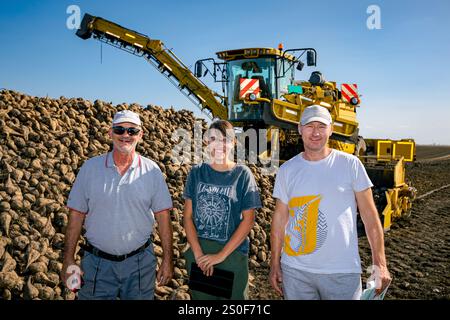 Zrenjanin, Vojvodina, Serbia - 2 ottobre 2023: Team di esperti per il controllo della qualità della barbabietola nella macchina agricola anteriore, caricatore di barbabietole per il trasferimento di fres Foto Stock