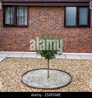 Giardino paesaggistico, per una facile manutenzione, con alberi e ciottoli di fronte a una casa privata nel Regno Unito Foto Stock